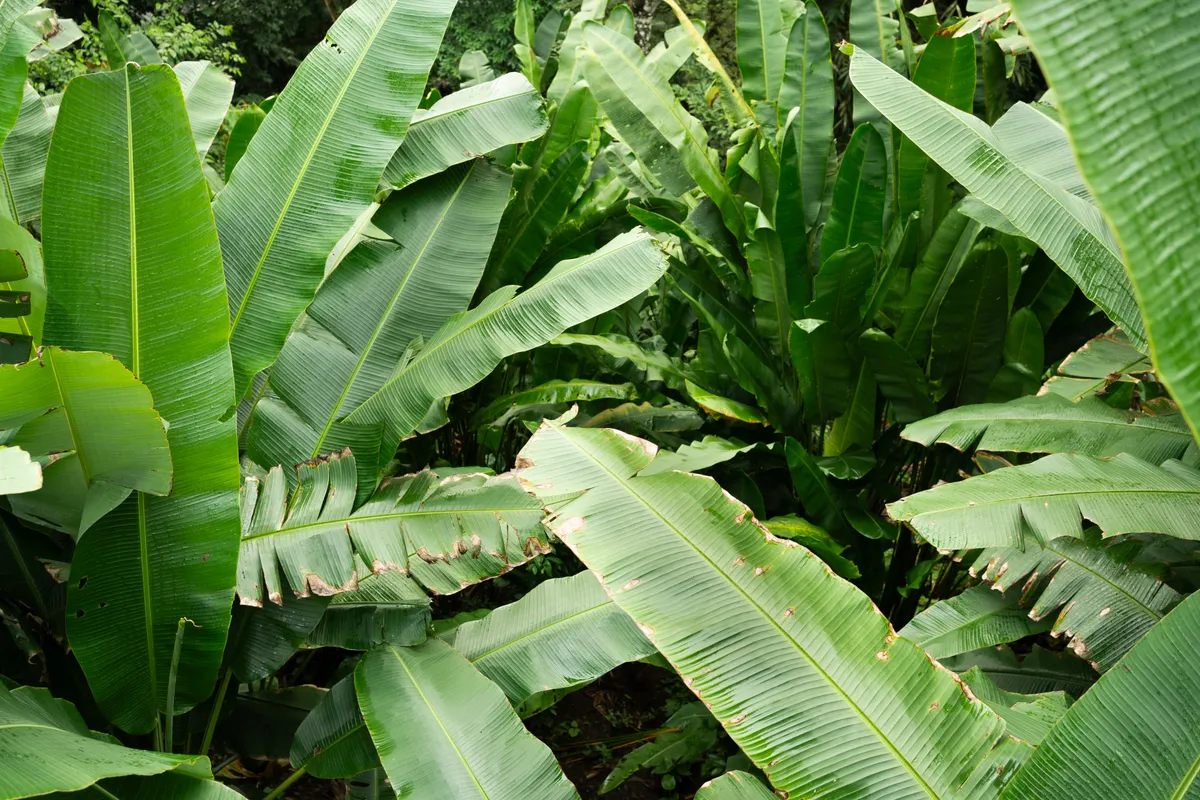 Costa Rica, 2025 — photo 2